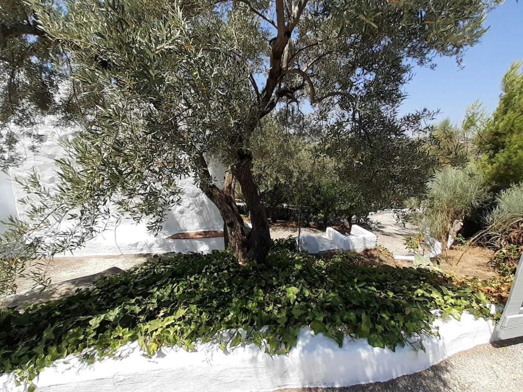 Cortijo Tipico Andaluz En La Sierra Cerca De Frigiliana De Nerja Y De Las Playas Eksteriør billede